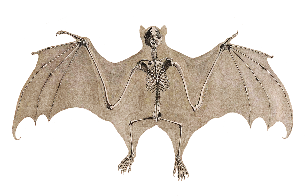 bat skeleton