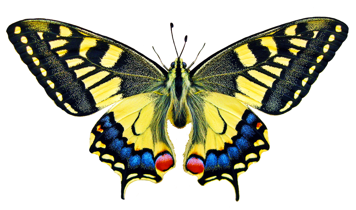 Butterfly Clipart