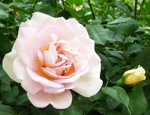 pink rose and rose bud