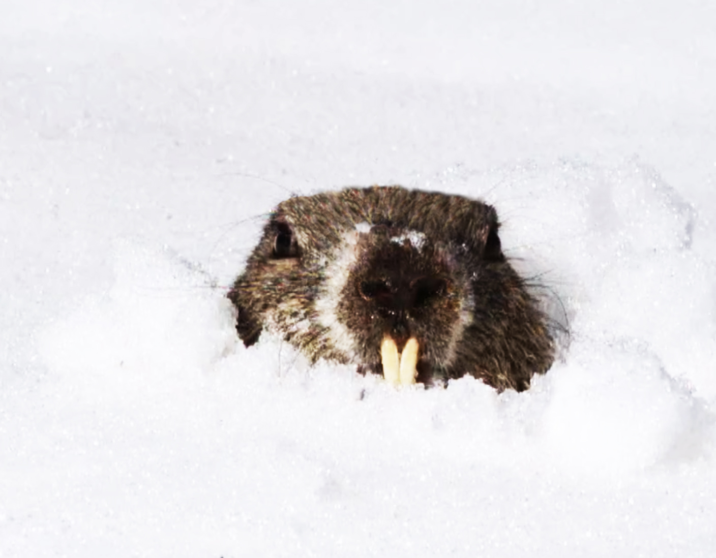 Groundhog in the snow in spring