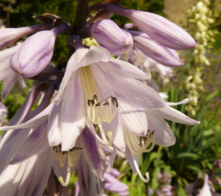 soft purple pink flower
