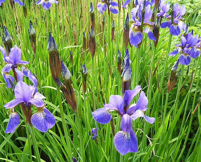 lots of blue iris flowers