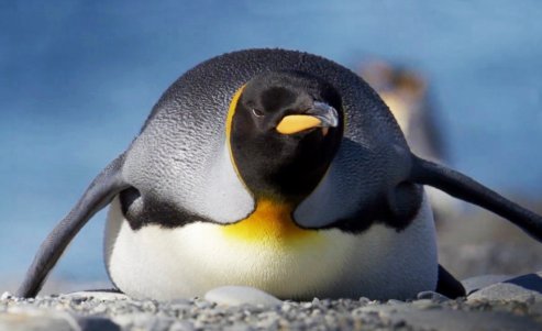 penguin pictures emperor penguin