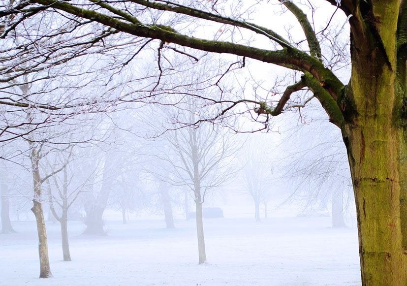 misty winter landscape