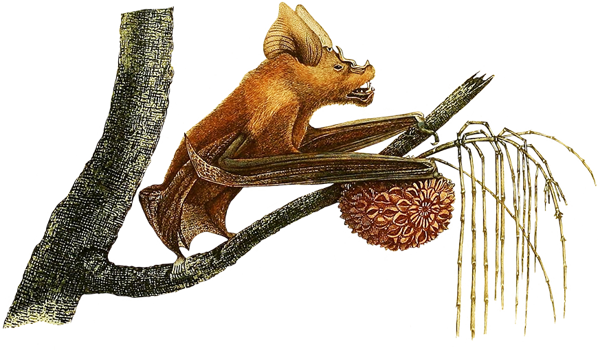 Rhinolope fruit bat in tree