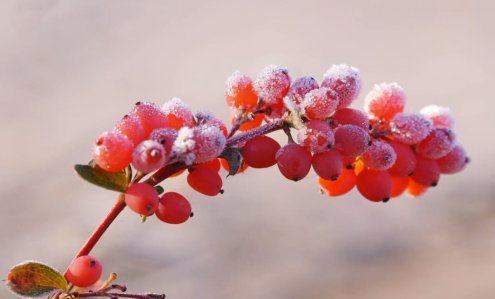 winter branch with red berries