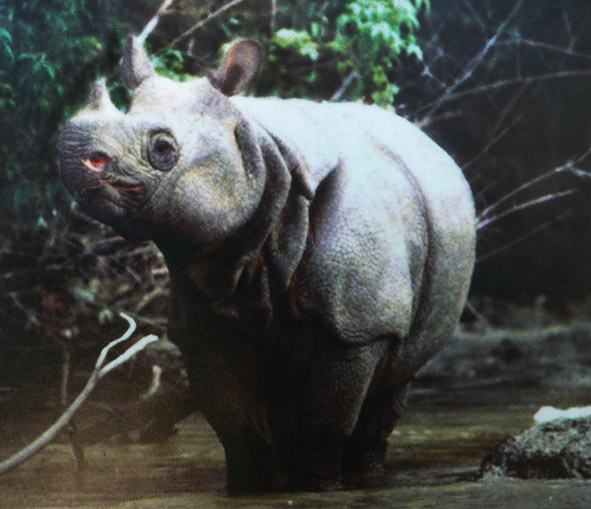 Javan rhinoceros in tropical forest