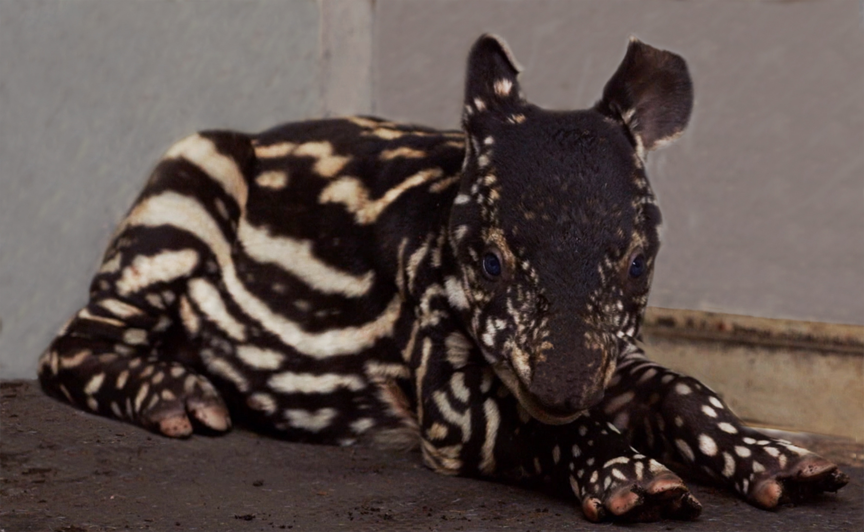 young tapir