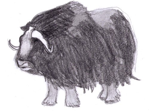 drawing of muskox