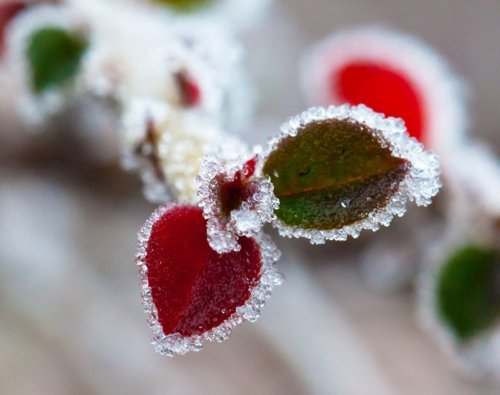 red heart shaped leaf with hoar-frost