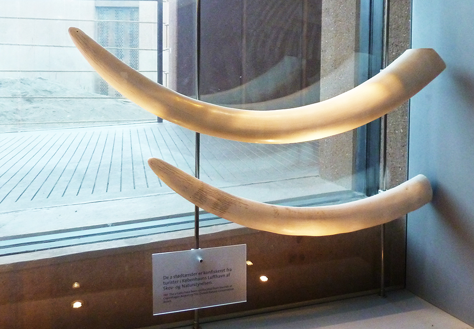 Elephant tusks confiscated in Copenhagen Airport