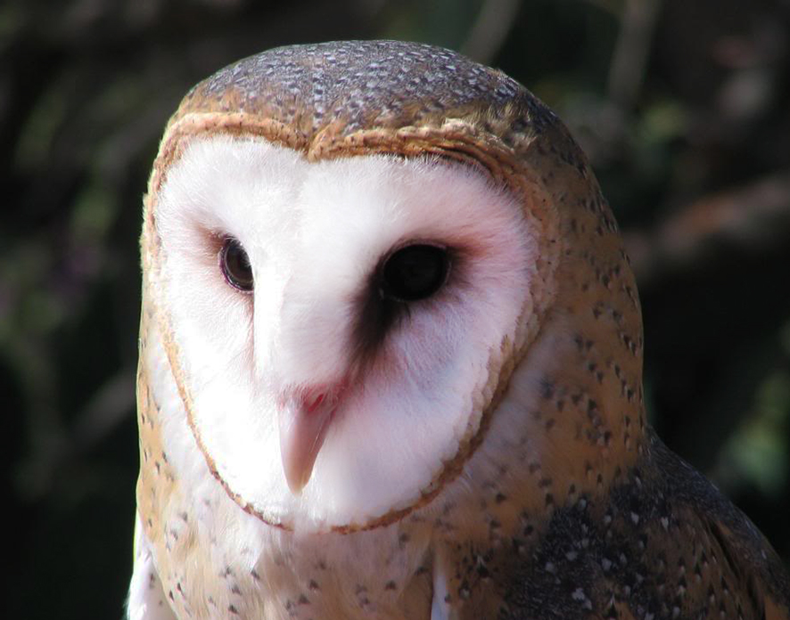 owl facts about hearing