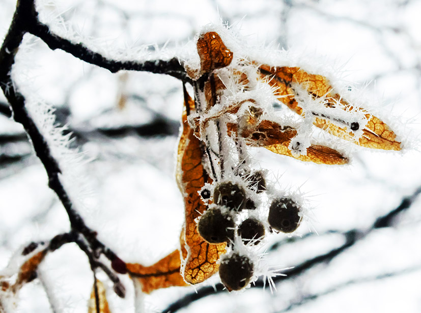 winter leaves and berries covered with ice