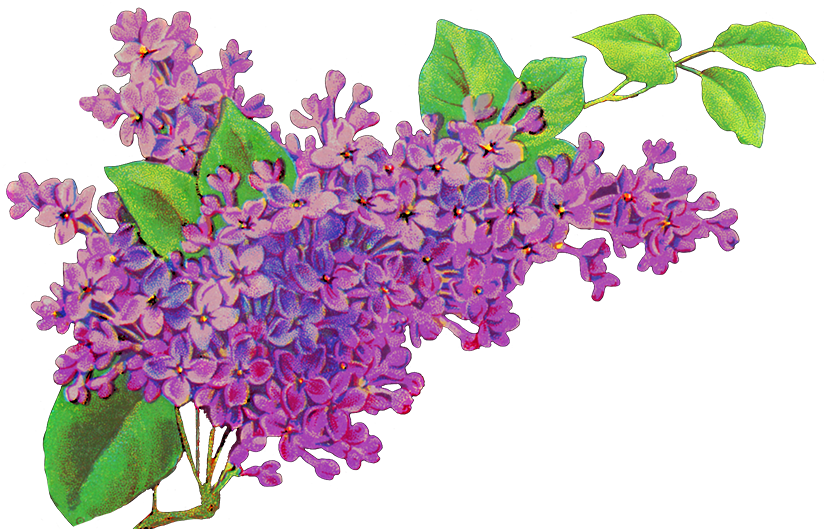 liliac flower decor