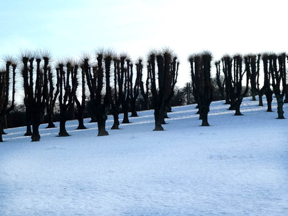 winter pictures trees snow