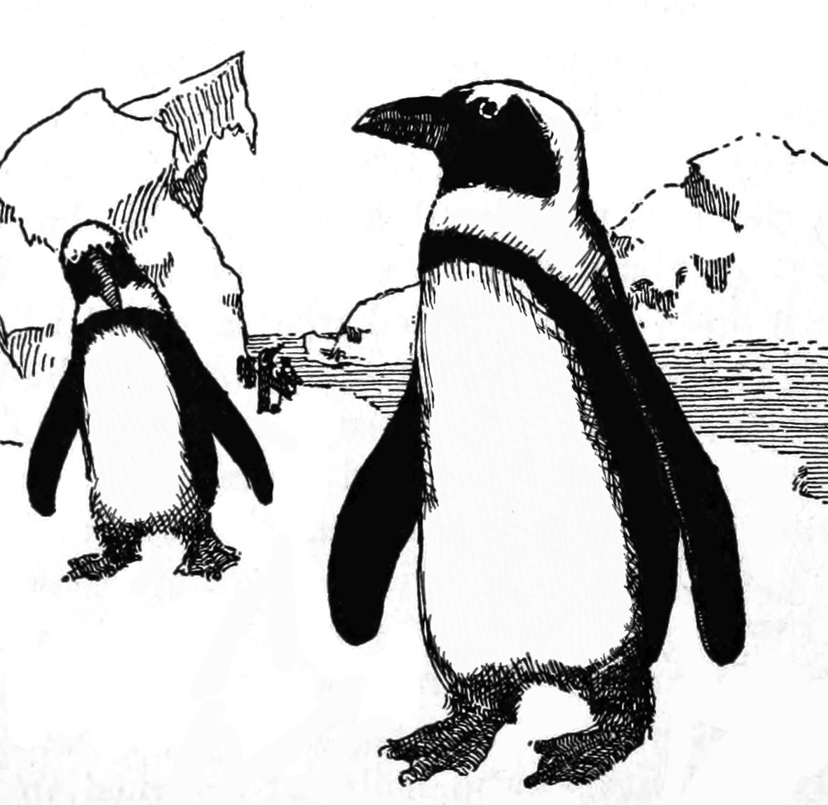 vintage penguin drawing
