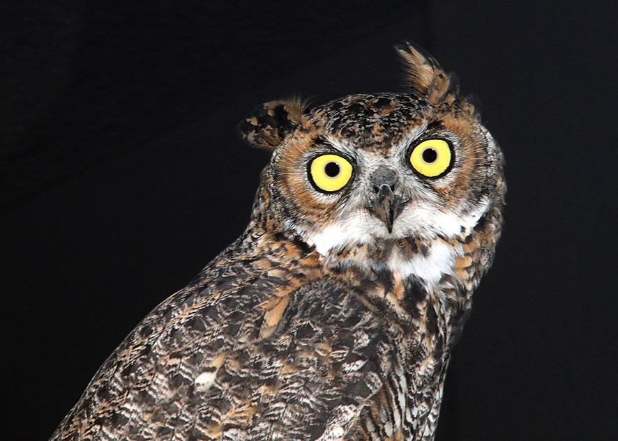 owl eyes reflecting light at night