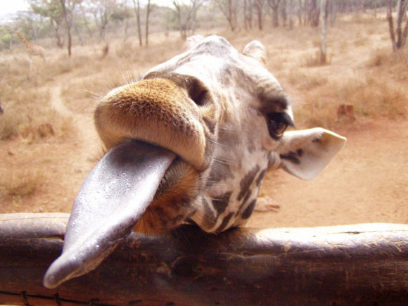 giraffe facts long tongue