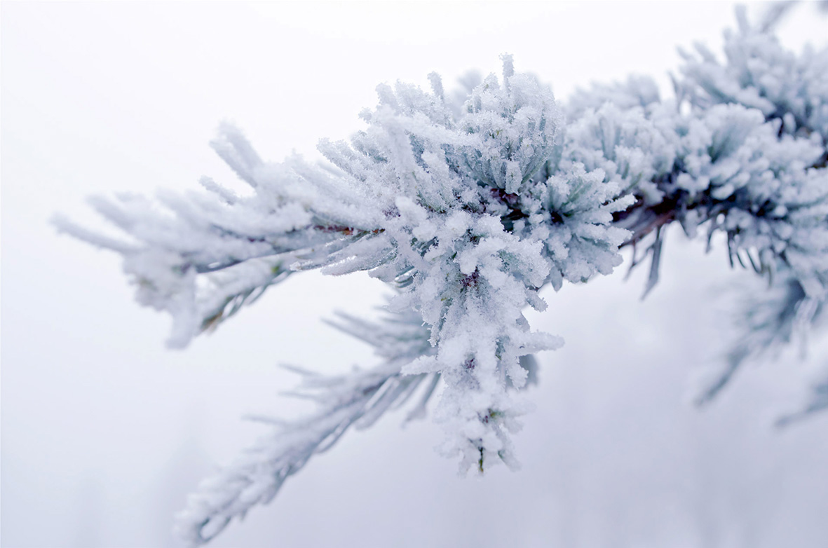 branch covered with snow