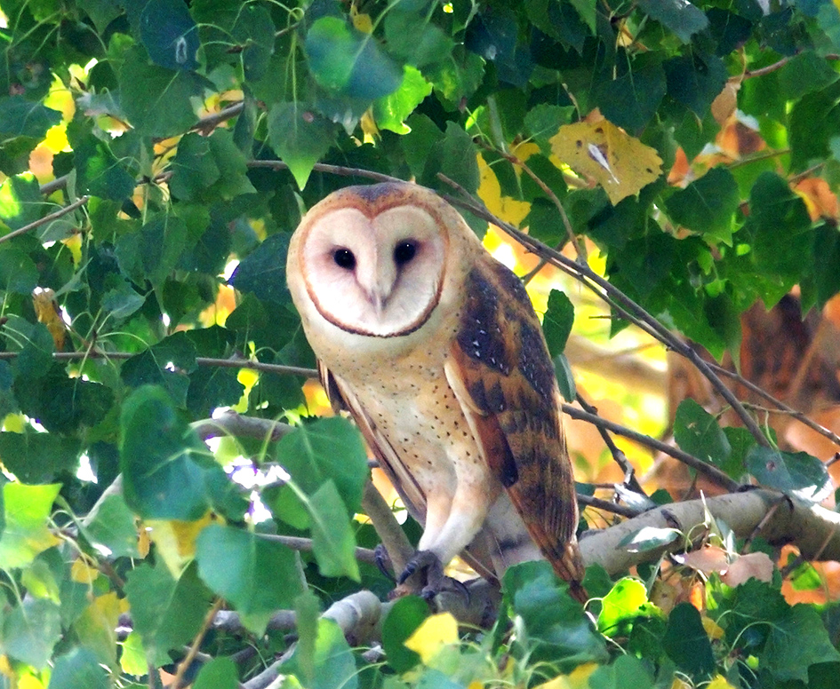 owl facts barn owl on branch