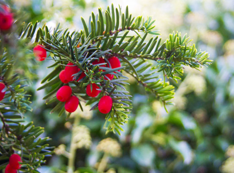winter berries