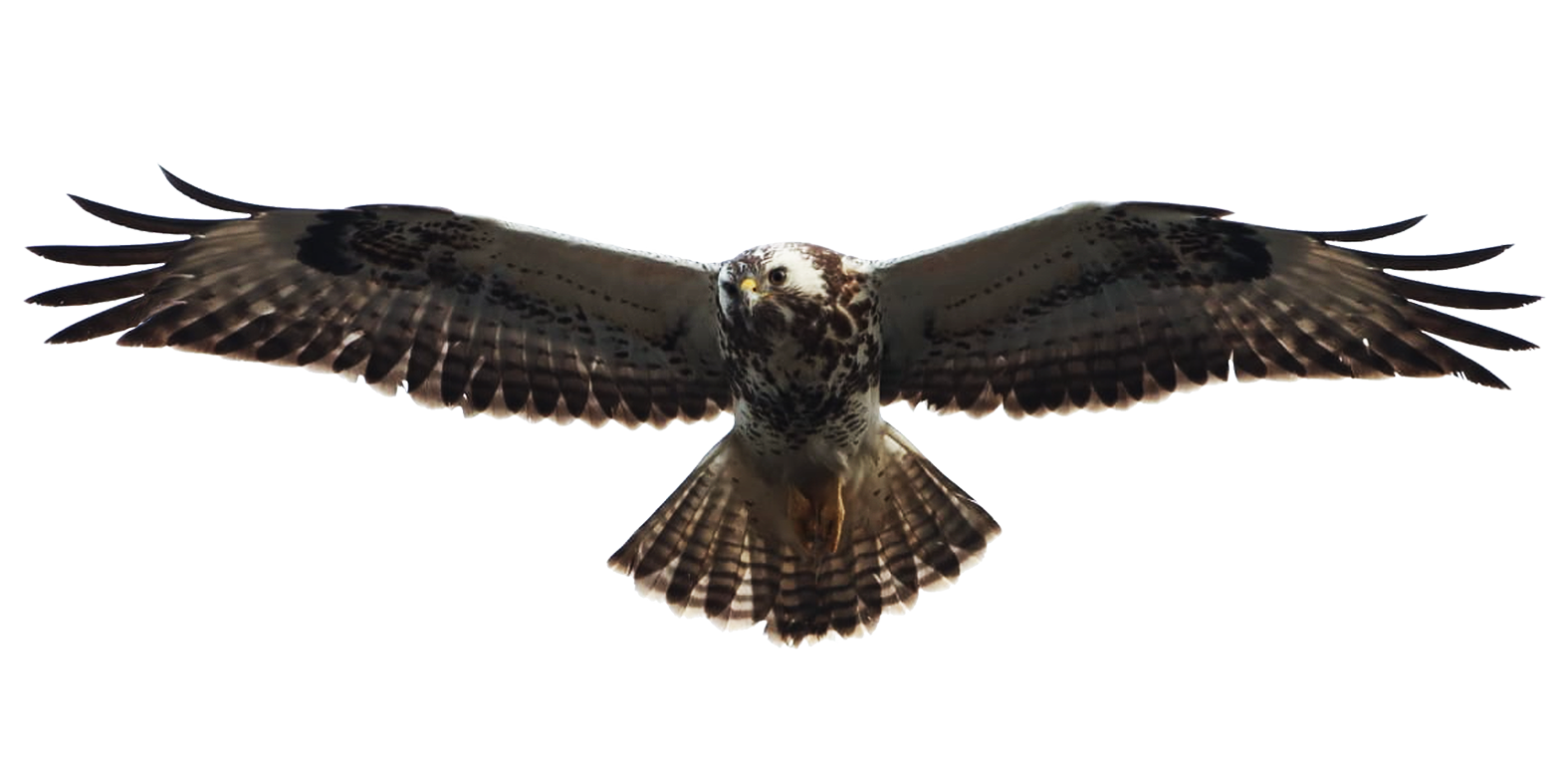clip art of buzzard flying