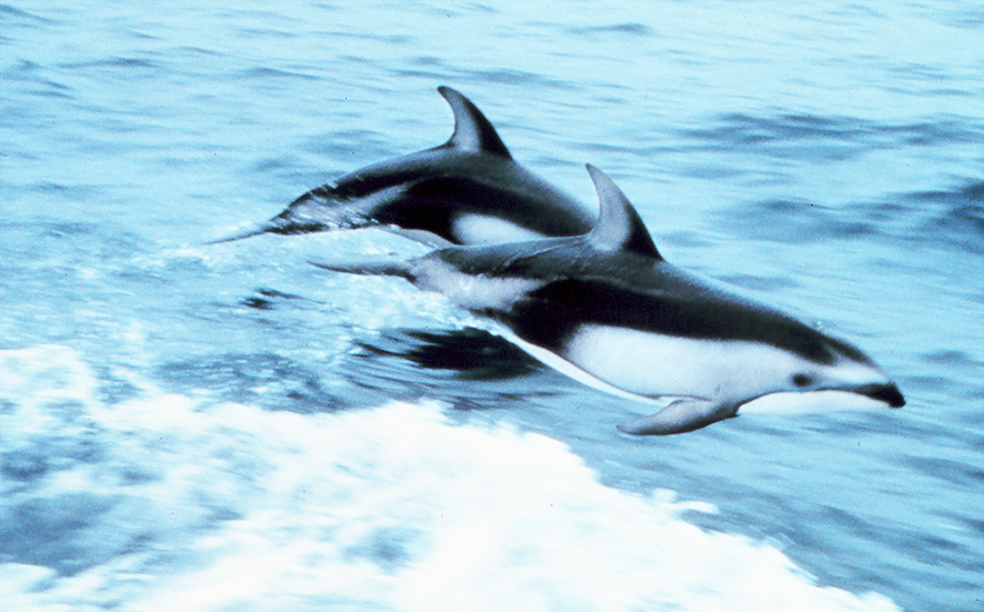 Pacific white sided dolphins leaping