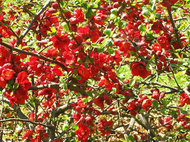 pictures of flowers on branch red