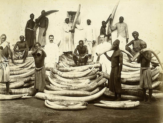 elephant facts trade ivory