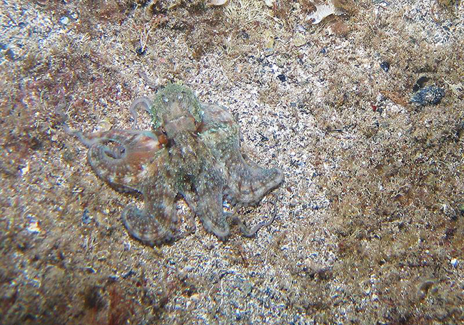 octopus blending in