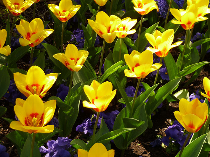 Many red and yellow tulips