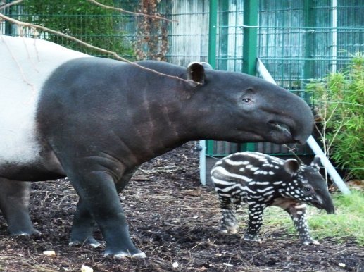 tapir female and young