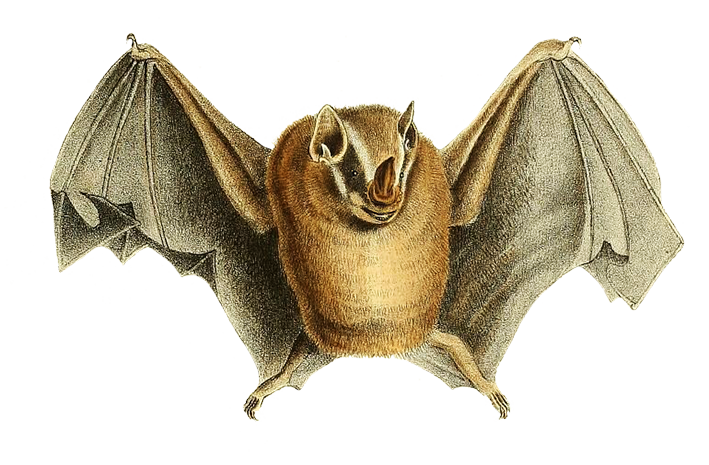 phyllostoma natt. drawing