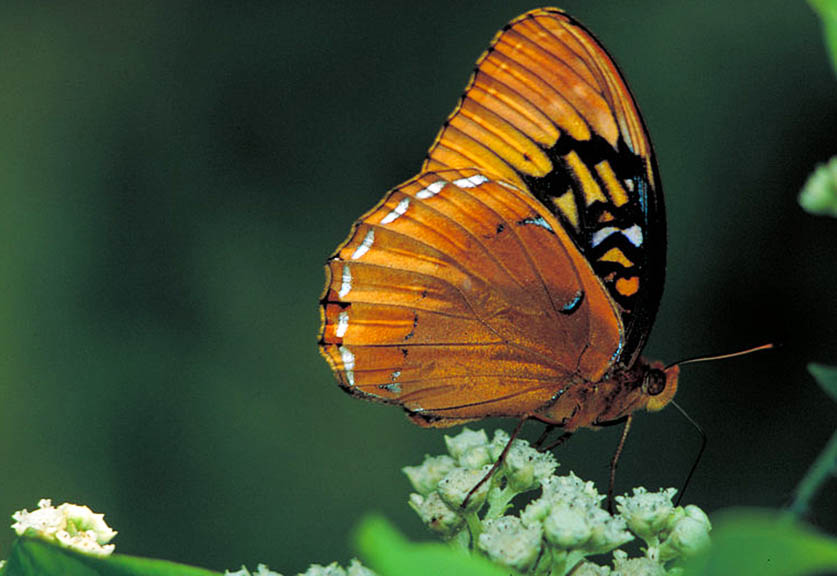 Male orange butterfly