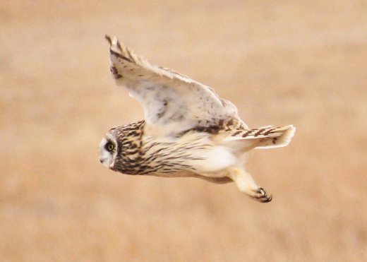 Shorteared owl in flight