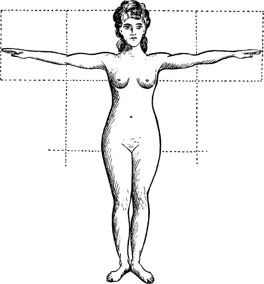 female proportions