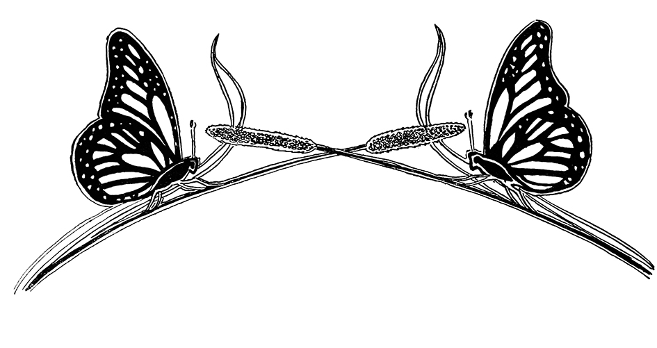 Two butterfly graphic
