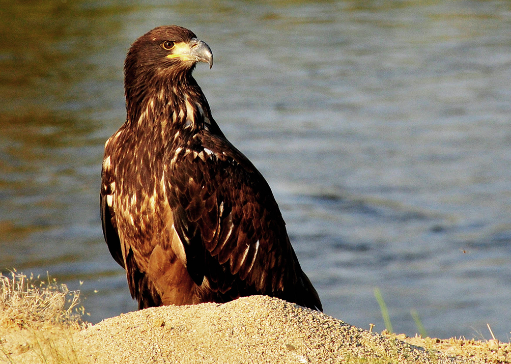 juvenile bald eagle