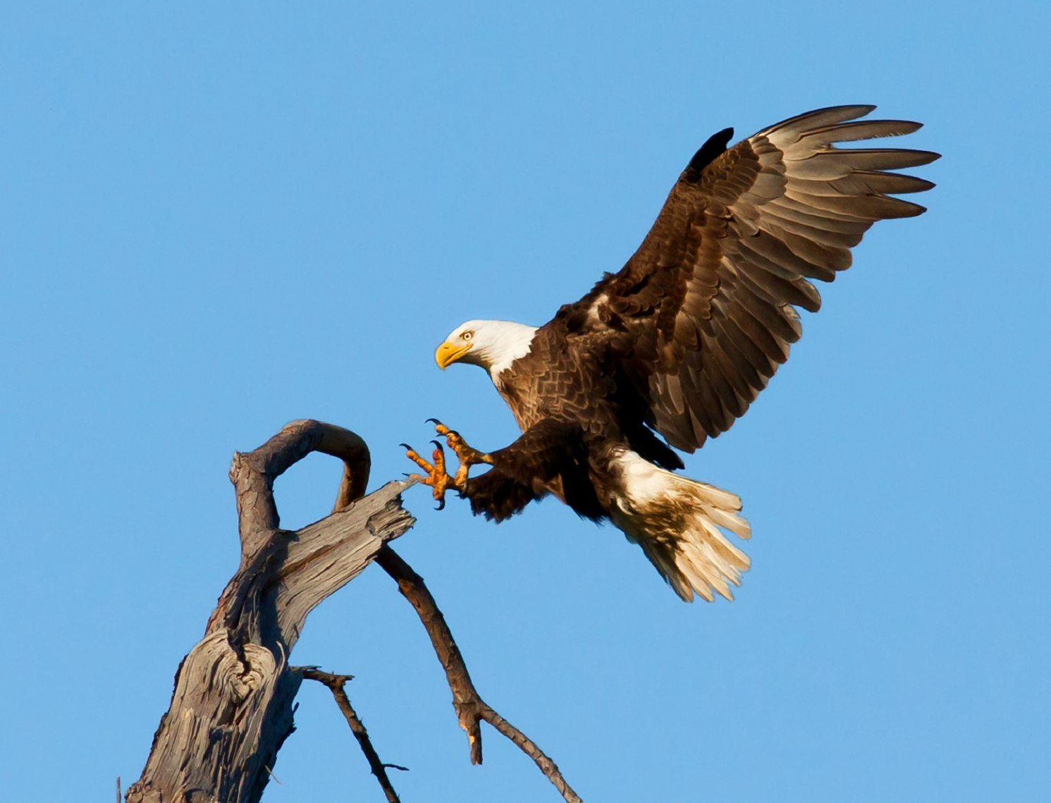 photo bald eagle landing on tree