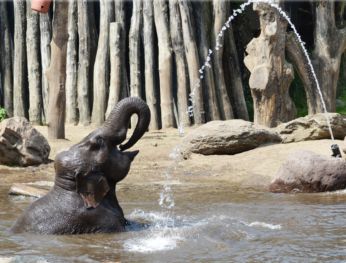 funny elephant picture in bath