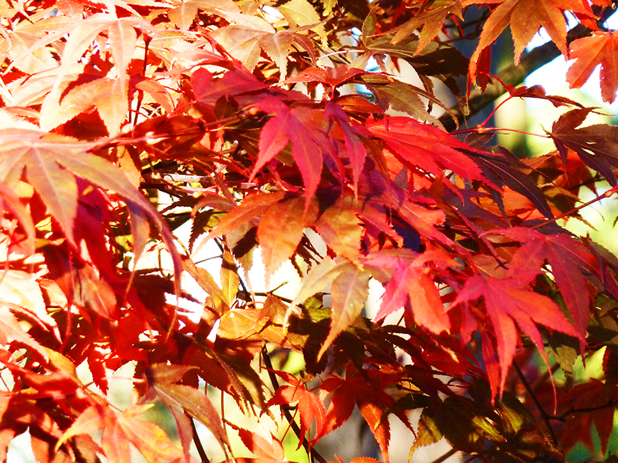 red autumn leaves