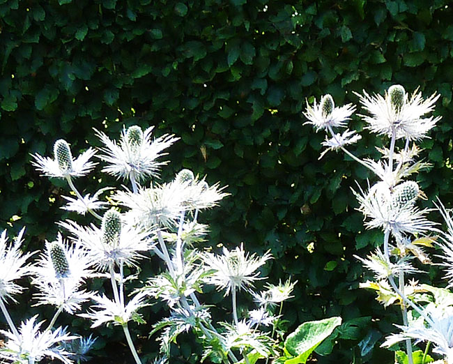 White grey flowers