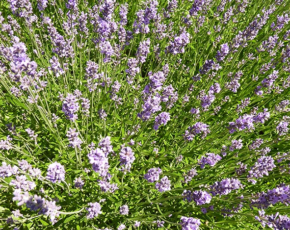 lavender blooming