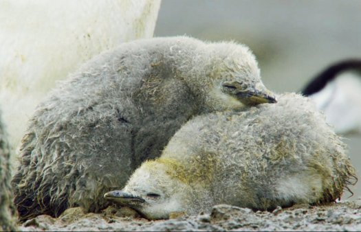 chinstrap chicks