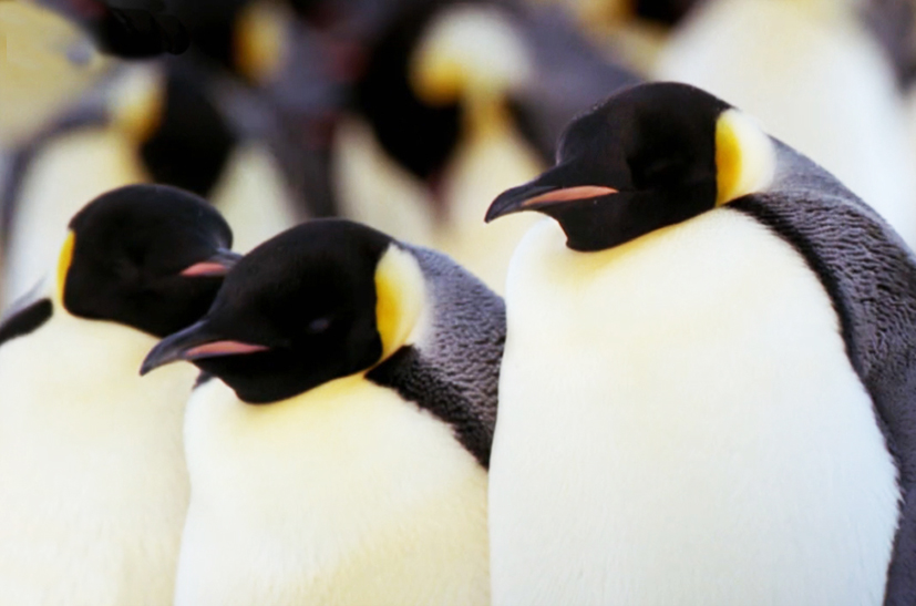 emperor penguins picture