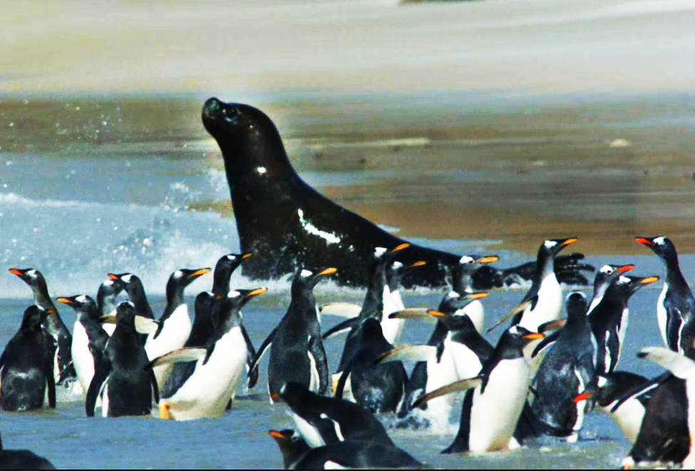 sea lion hunting gentoo penguins