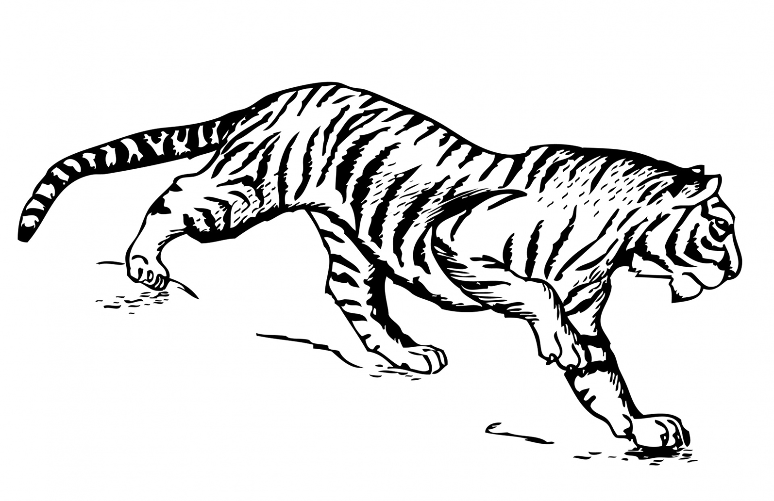 tiger illustration for coloring