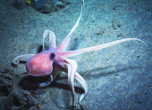 Octopus swimming in the sea