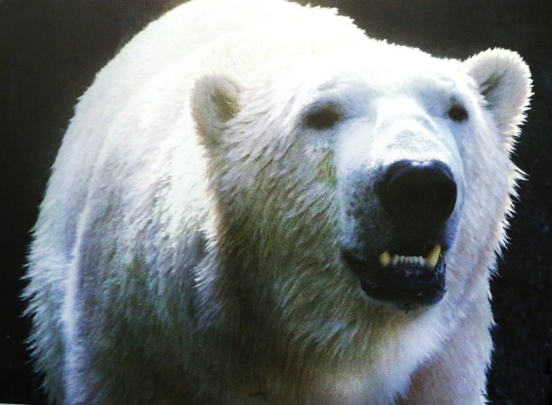 close up of polar bear