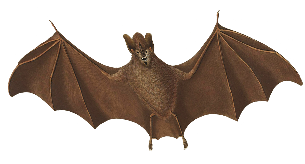 Halloween bat flying